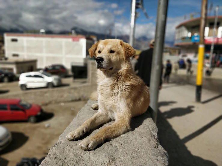 a tan puppy sitting on top of a cement block
