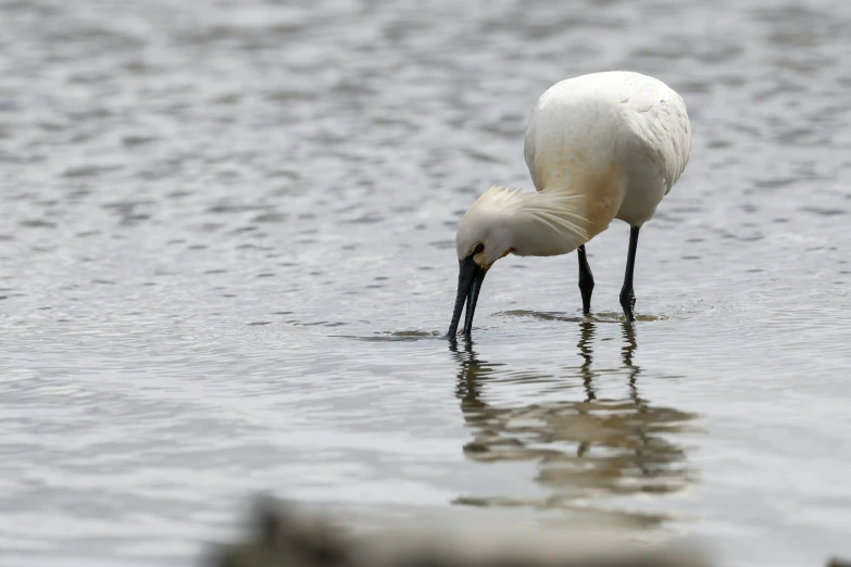 white egret eating from the water with its beak in it