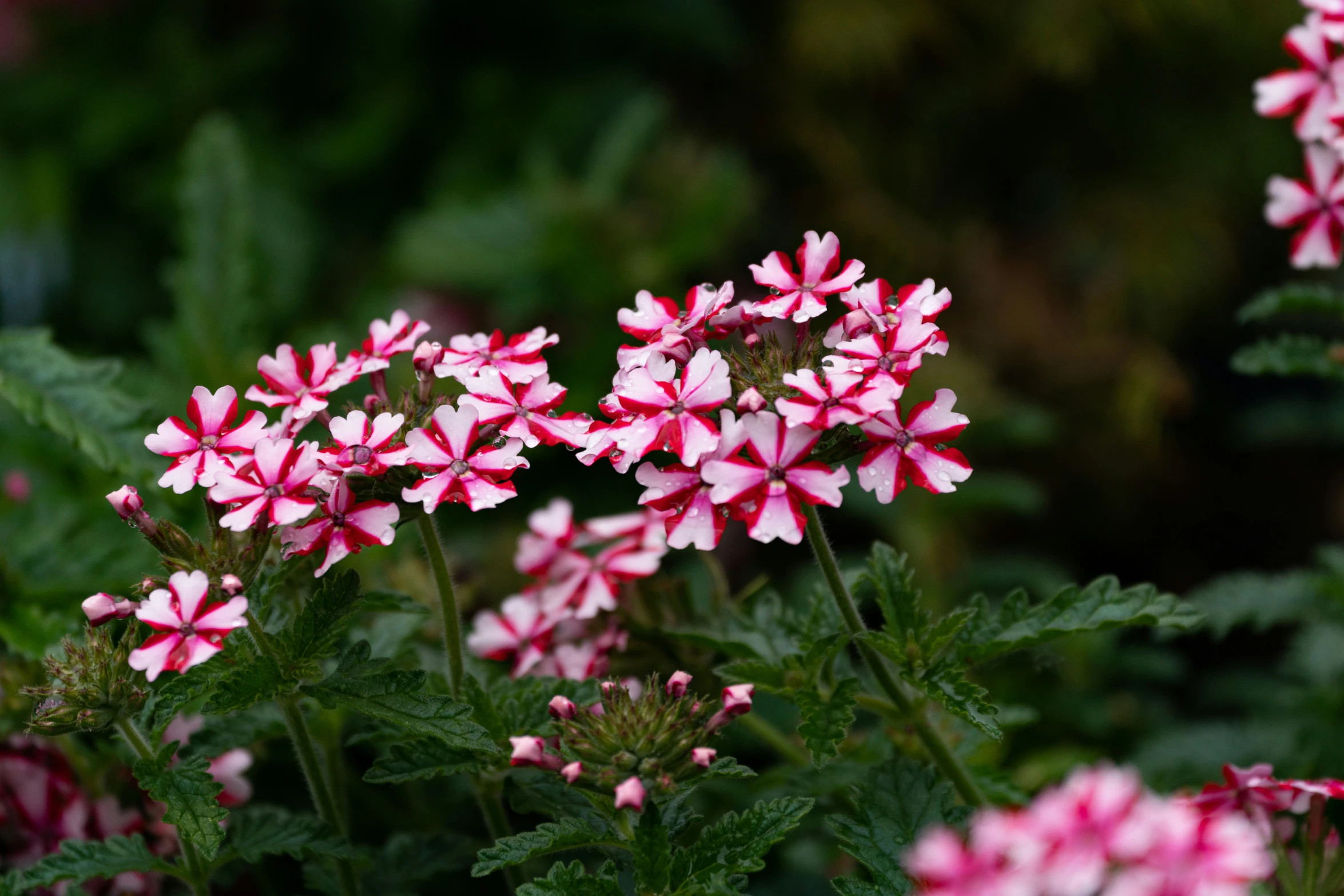 pink and white flowers are in bloom outside