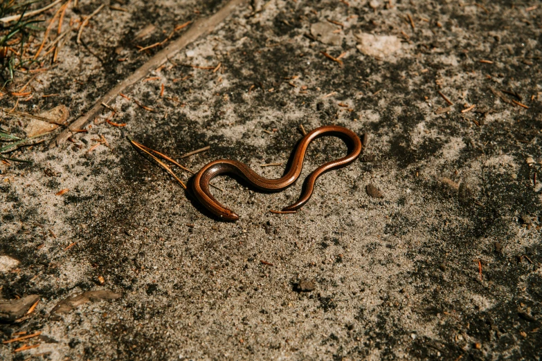 a worm that is on the ground near some grass