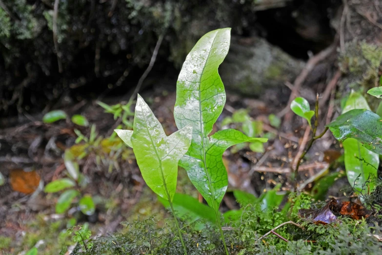 a green plant in a forest with moss