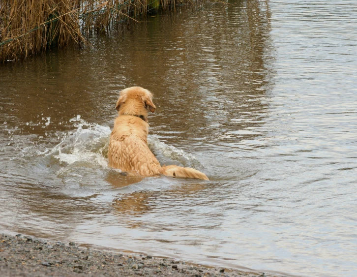 a wet dog is swimming in a pond