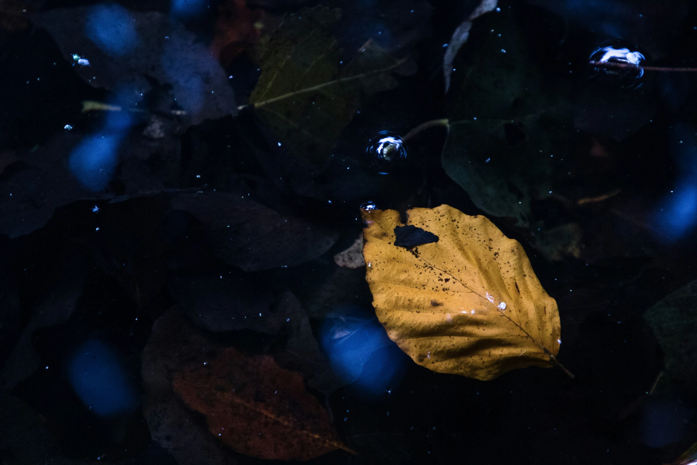 a yellow leaf sitting on top of some plants