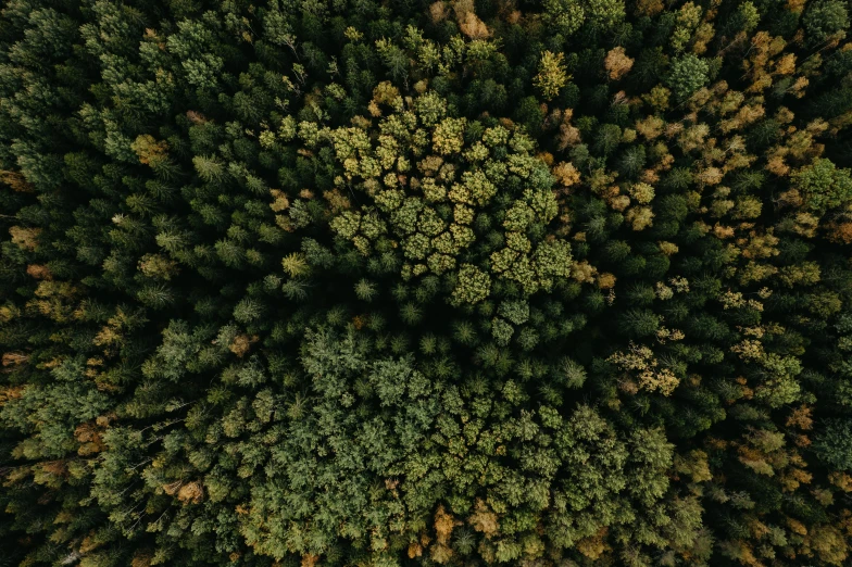 a bird's eye view of trees in the forest