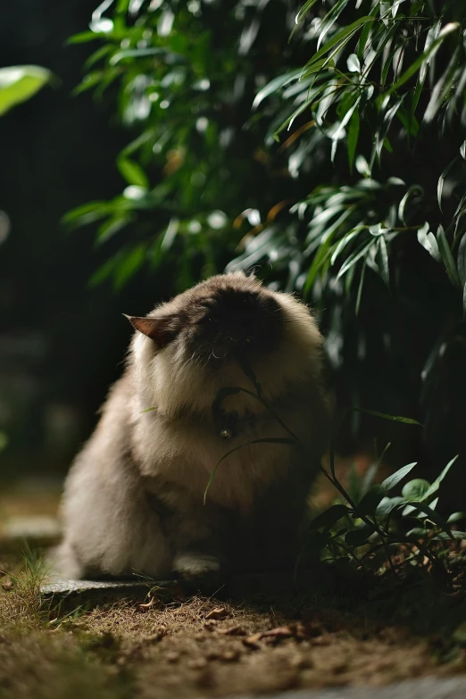 a small animal sitting on the ground by some bushes