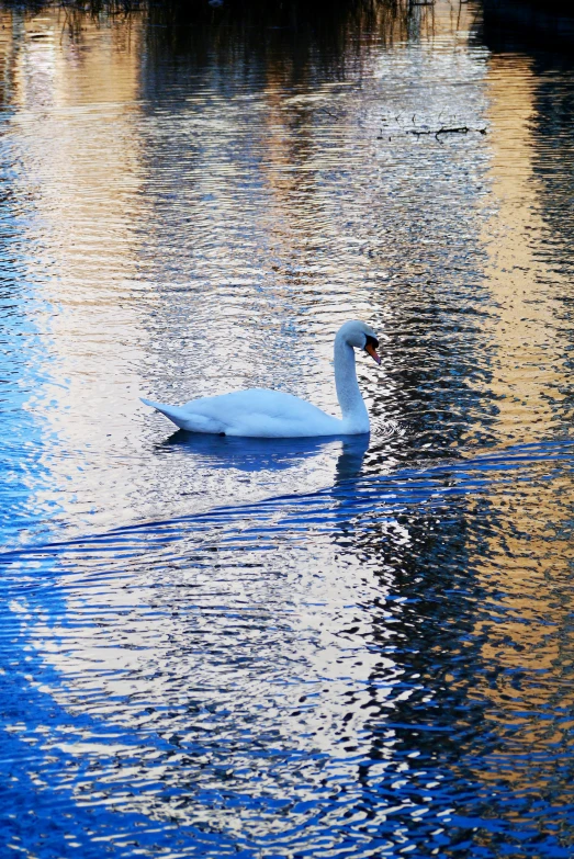 swan swimming in lake, illuminated by golden sun