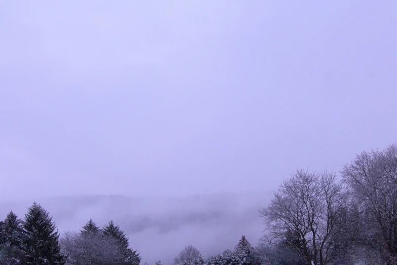 a snowy field and trees with snow on them