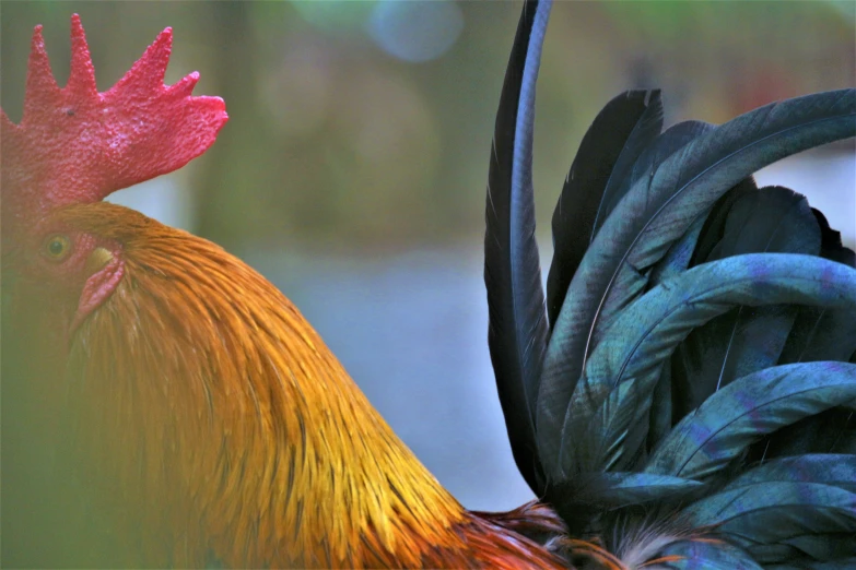 an extreme close up image of a rooster