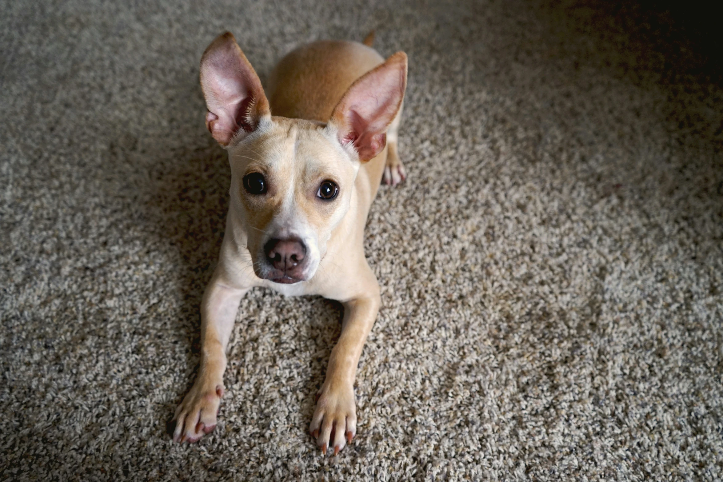 a small brown and white dog laying on top of a carpet