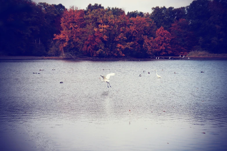 a flock of birds is swimming in the lake