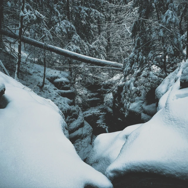 snow covers the nches of trees and the walkway