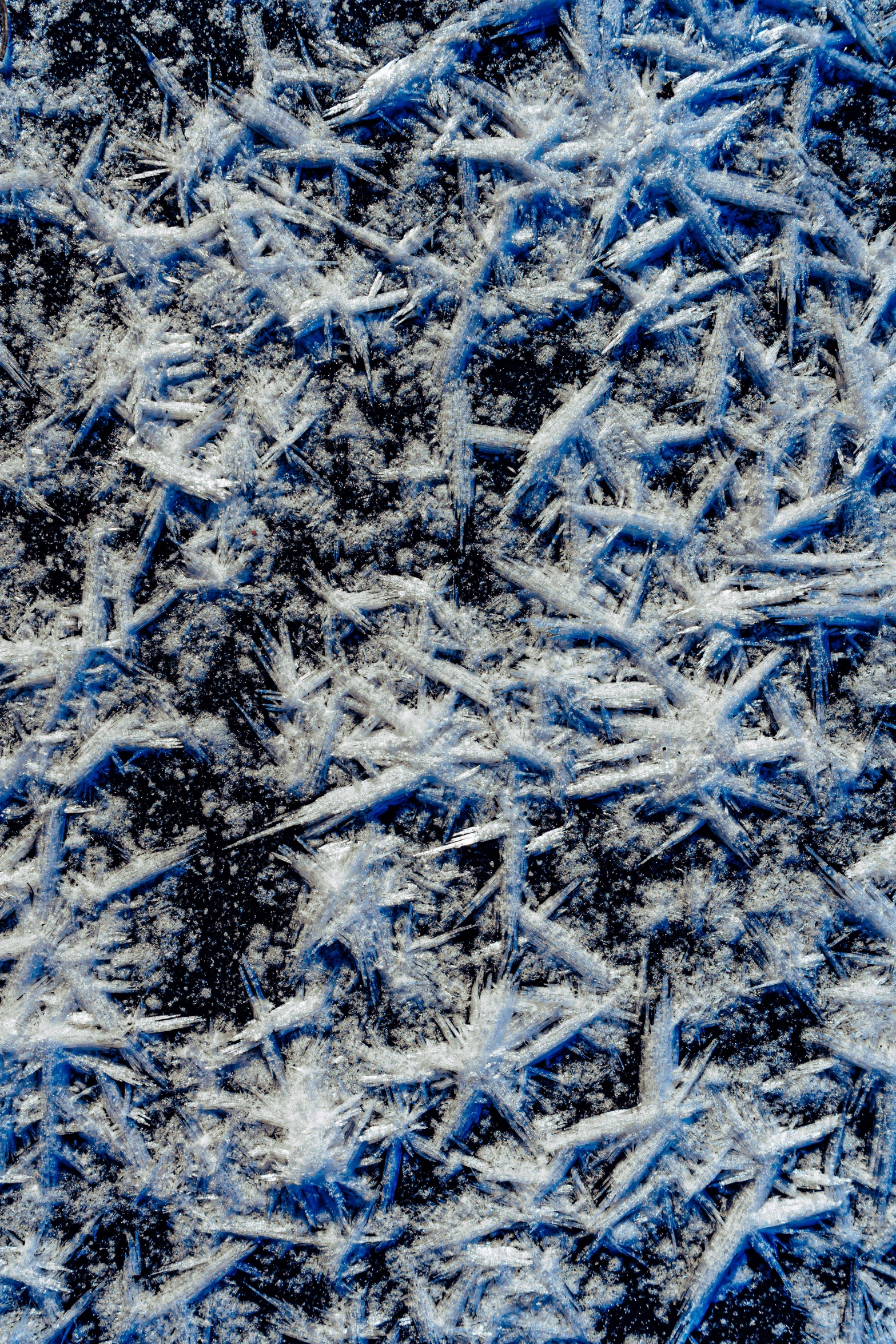 very dark background of snow and blue grass