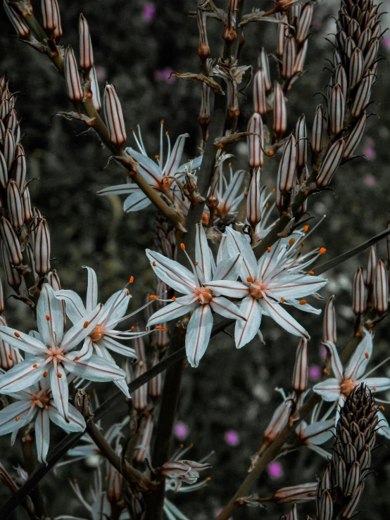 closeup of pink and white flowers on a green plant