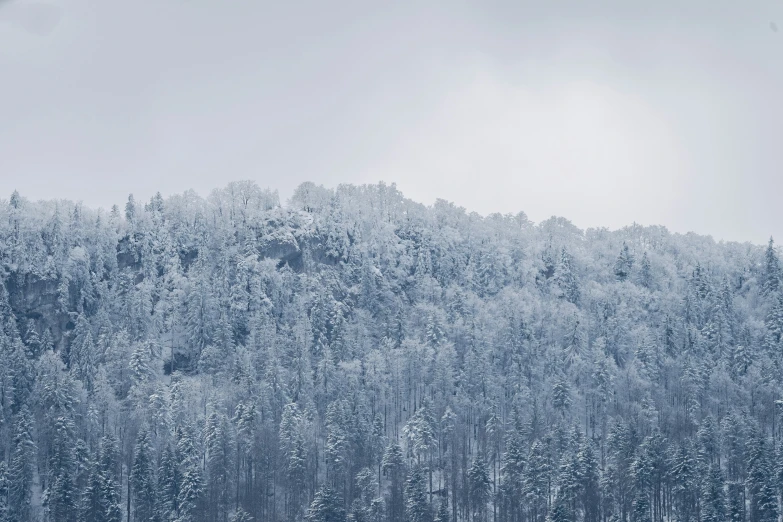 the trees are all covered in snow