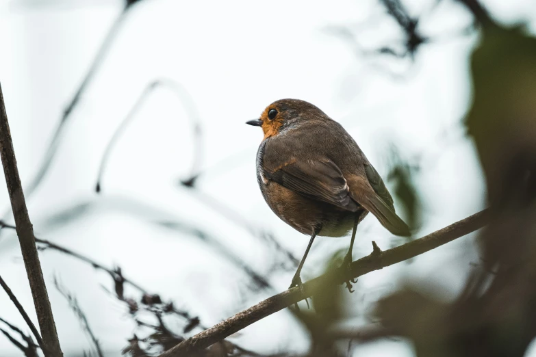 a bird perched on the end of a nch with no leaves