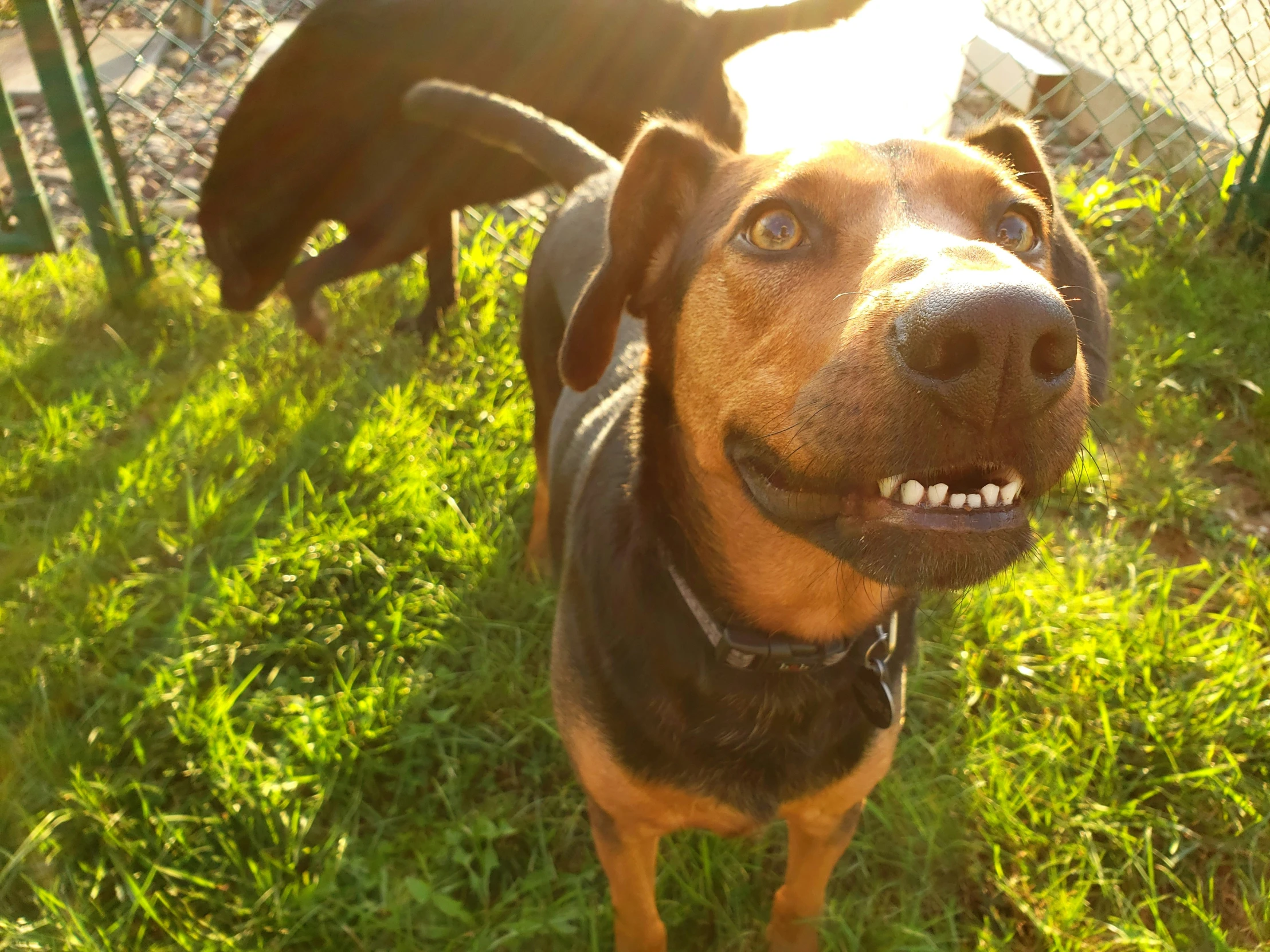 a dog that has it's tongue out standing next to another dog