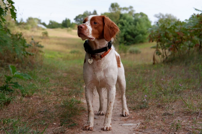 an adorable brown and white dog standing on a path