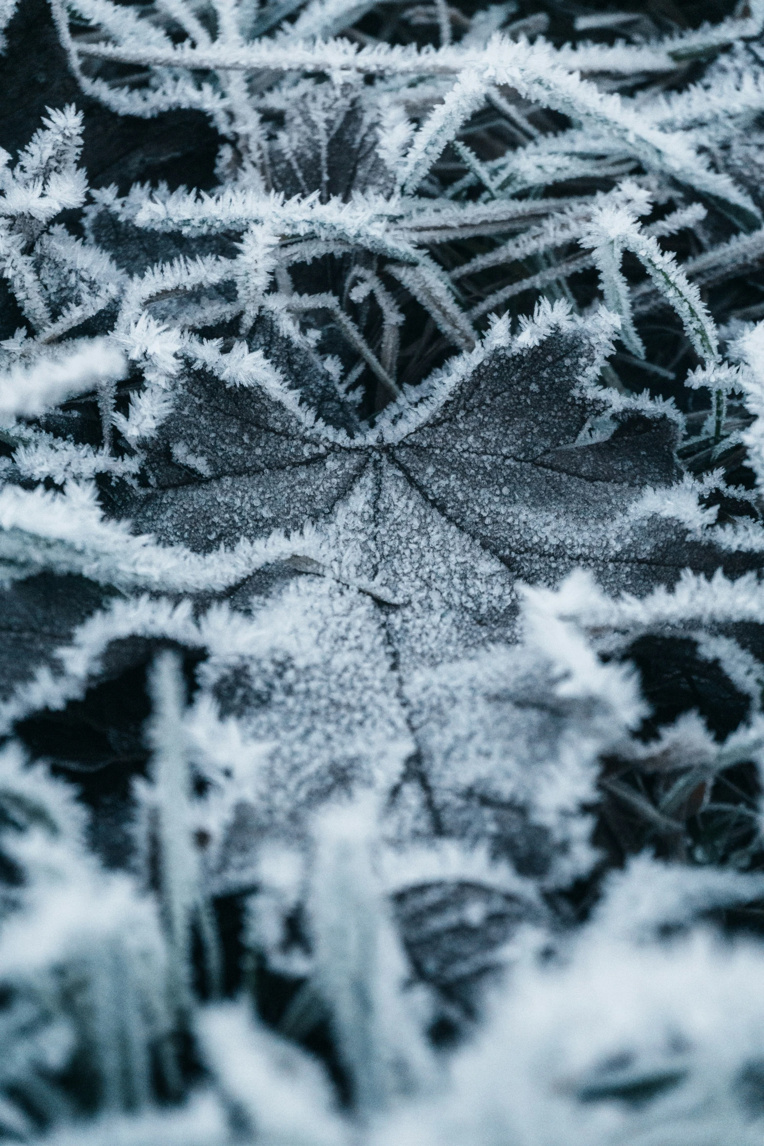 a macro s of the frost on a window