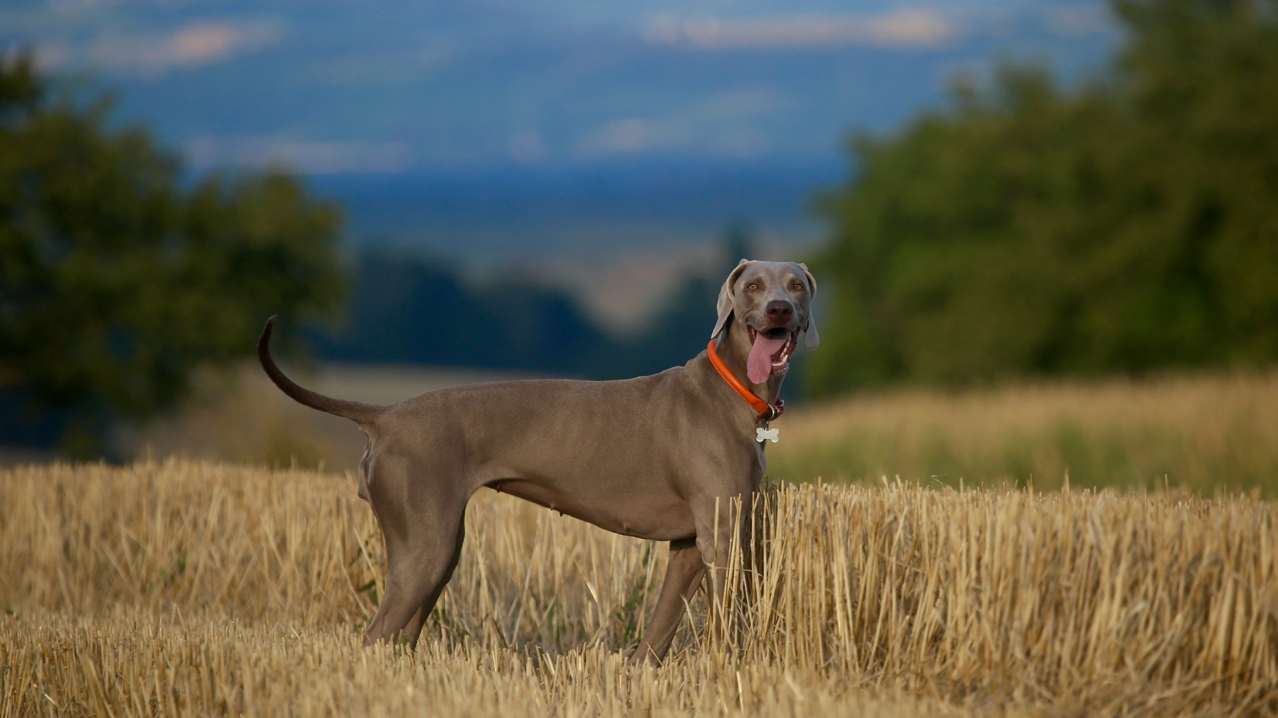 a dog stands in the middle of a field with it's tongue hanging out