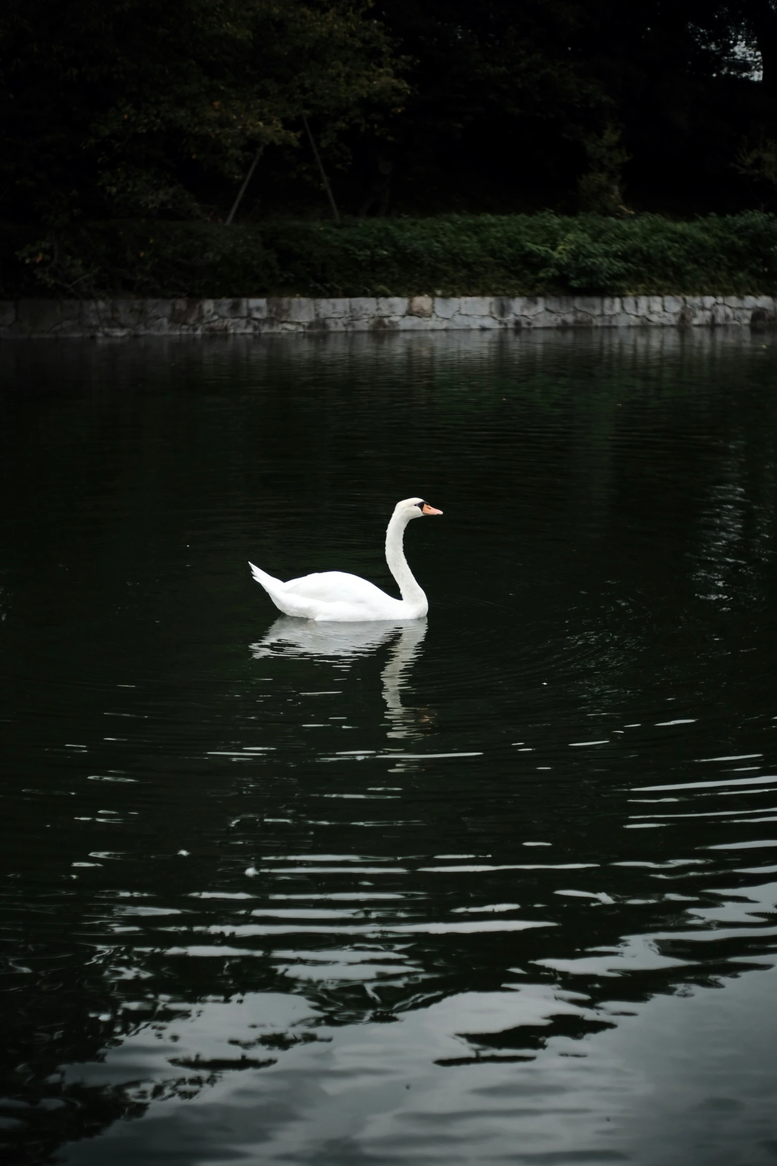 two white geese in the water next to trees