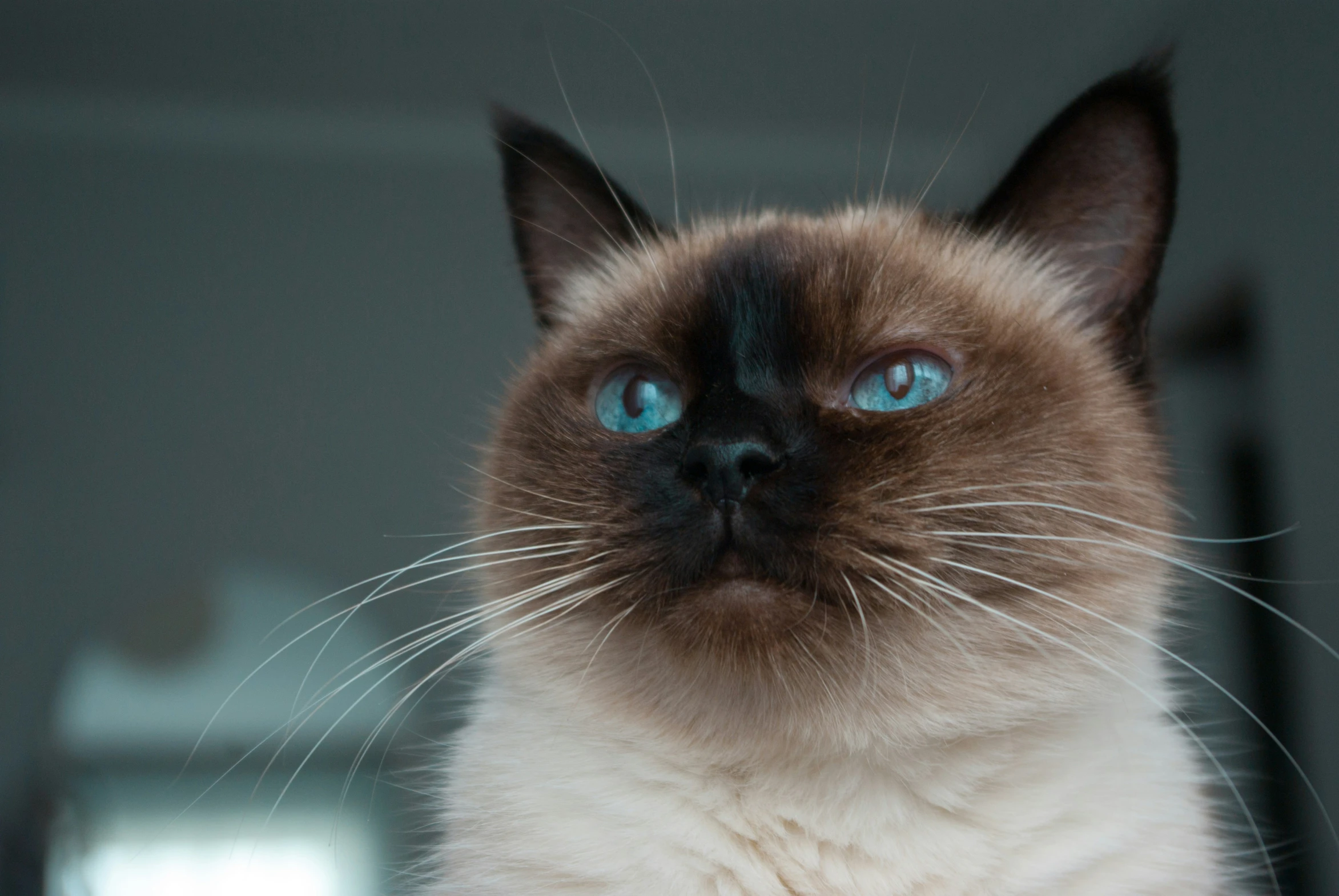a siamese cat with blue eyes staring at soing