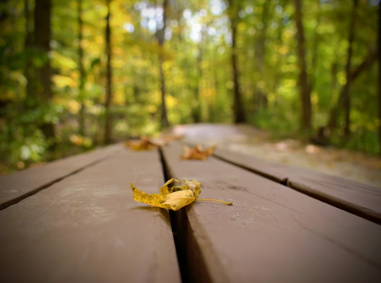 fallen leaves on the edge of the bench near trees