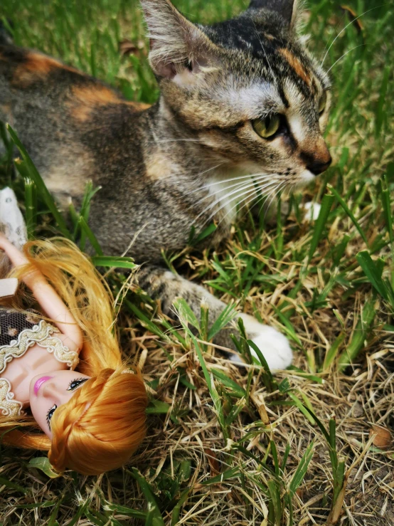 a cat and doll lying on the ground in the grass