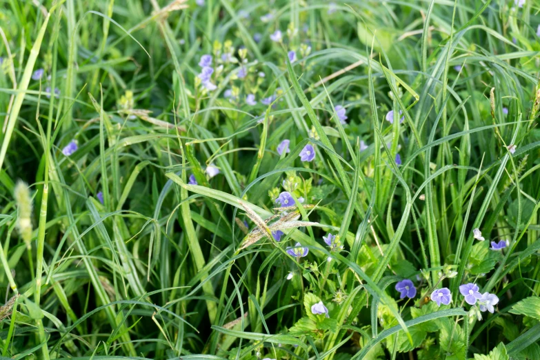 a field that has grass and some flowers