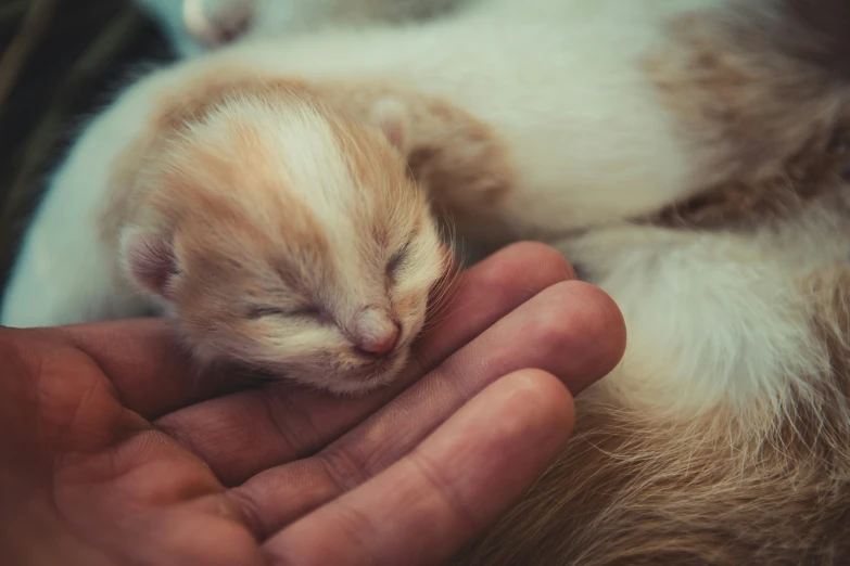 someone holding a newborn kitten sleeping in their lap