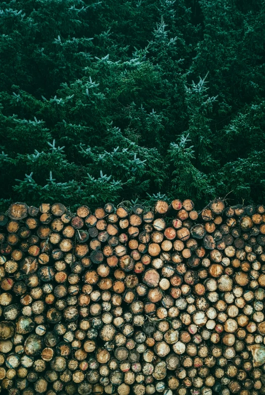 wood stacked on top of each other with lots of cut trees in the background