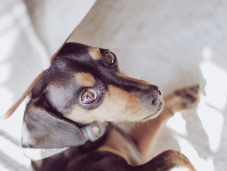 a cute little dog laying in the shade