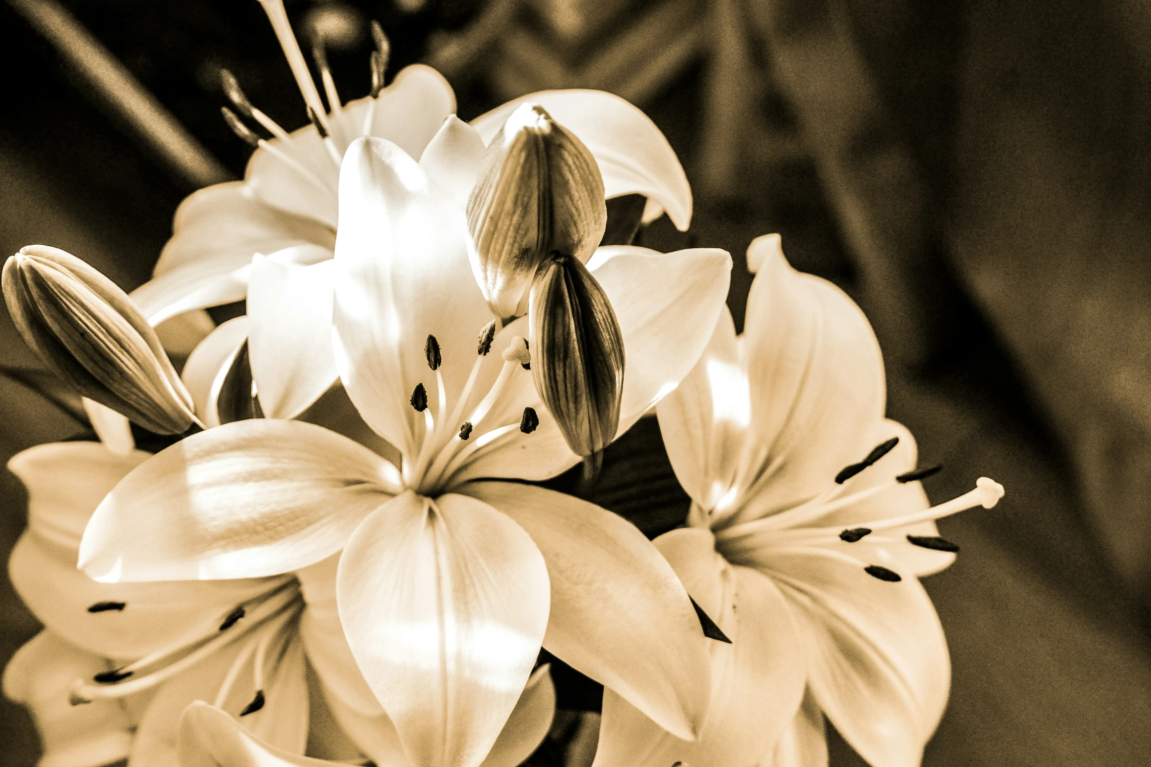 a black and white po of some flowers