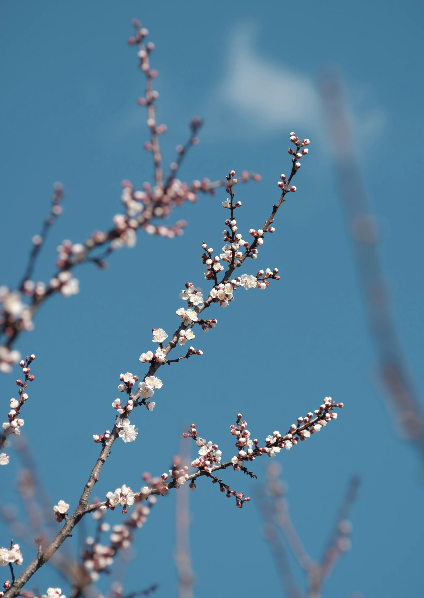 the bird is sitting on a nch of an apple tree