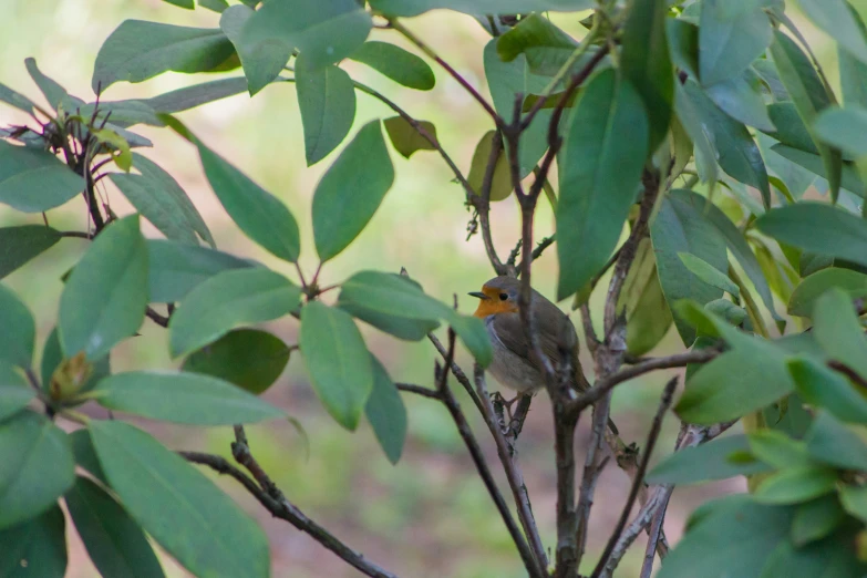 a little bird sitting in a leafy green bush