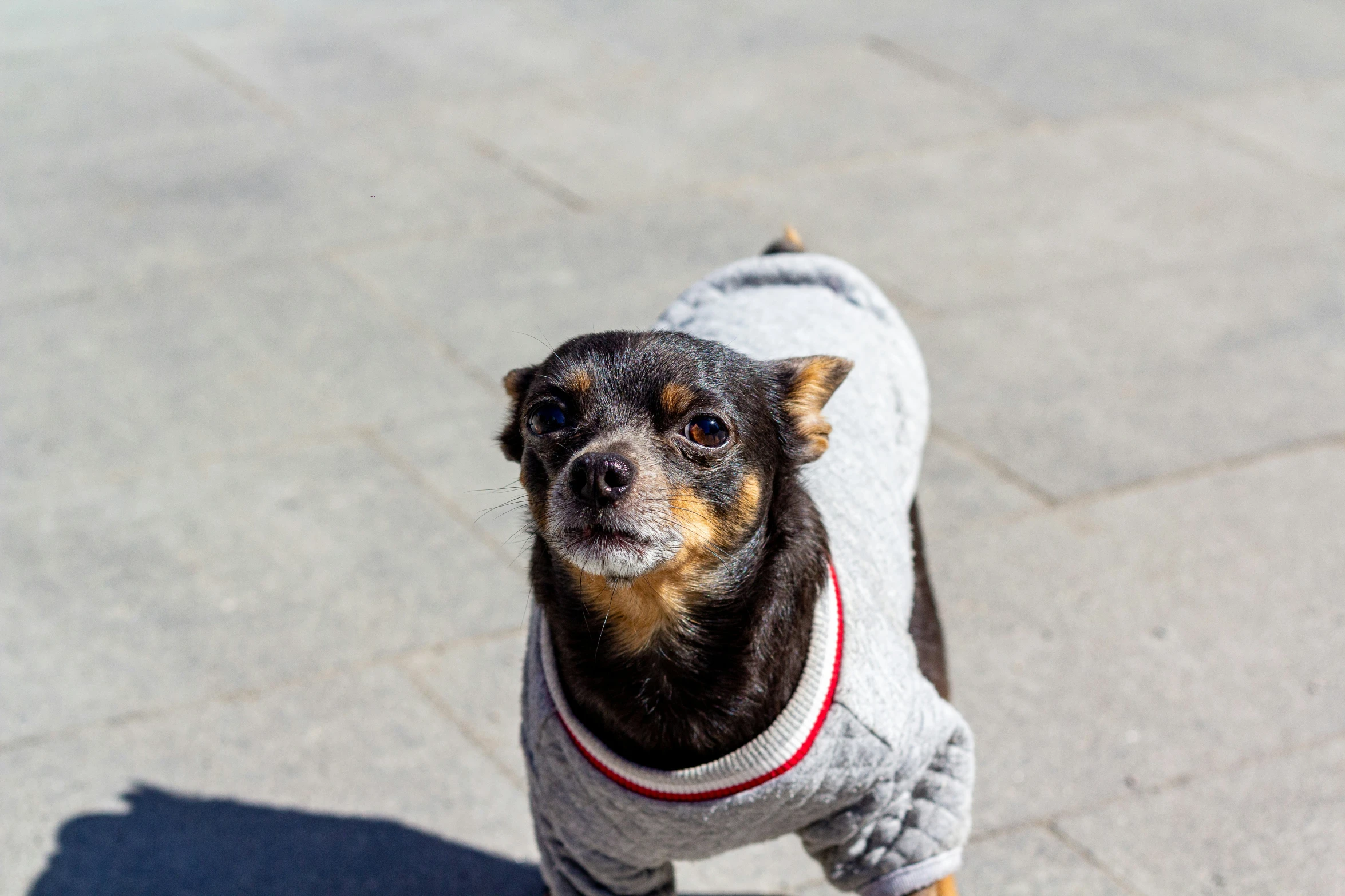 a dog in a sweater is on a skateboard