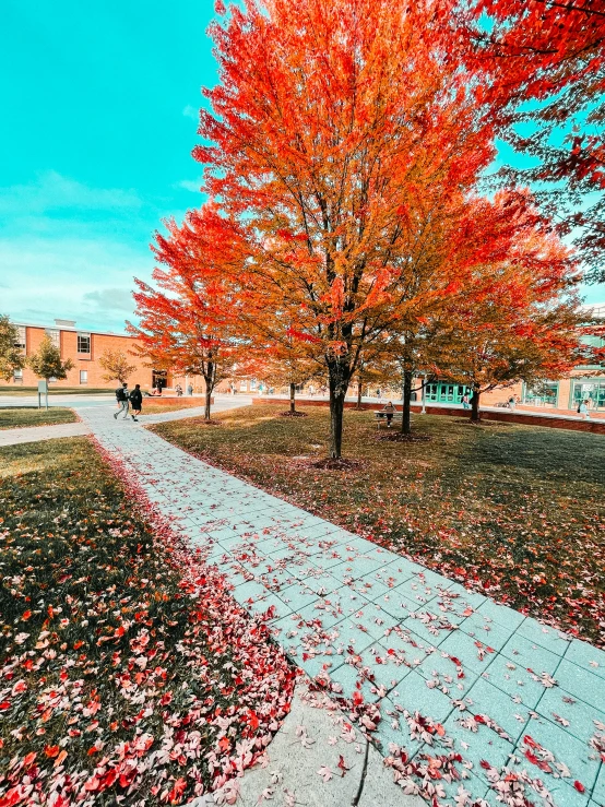 there is a walkway next to a tree with red leaves on it