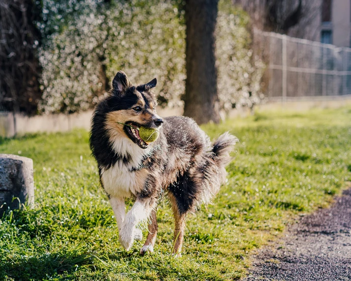 the dog runs with a ball in its mouth