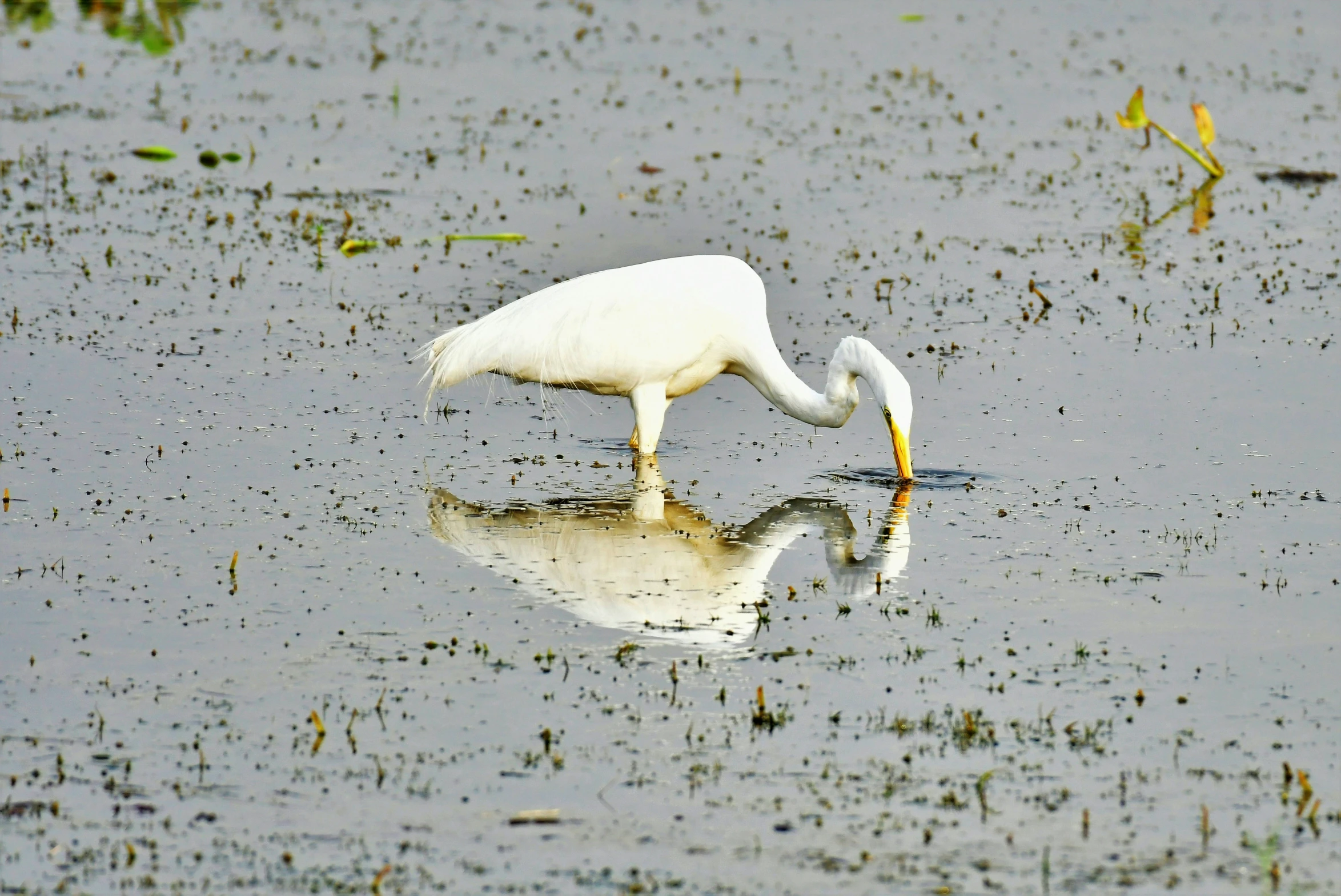 a white egret bends down to check the water for algae