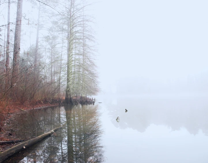 fog hangs low over a body of water in the woods