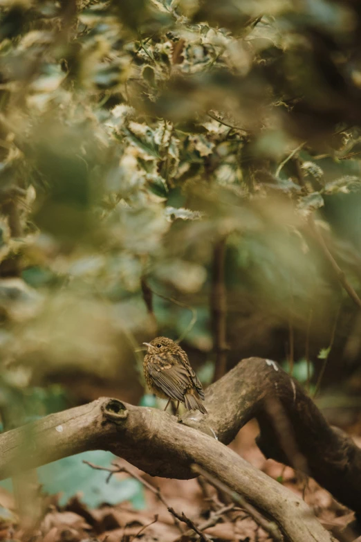 a little brown bird sits on the nch