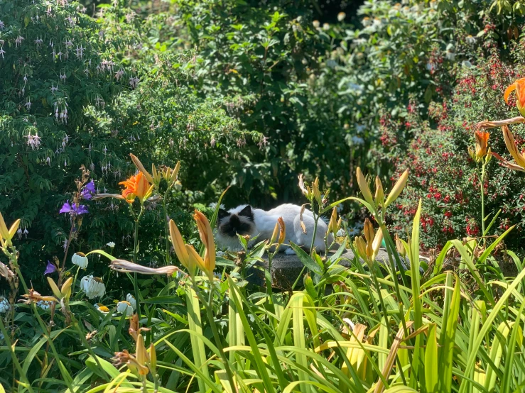 cat sits in a garden full of wild flowers