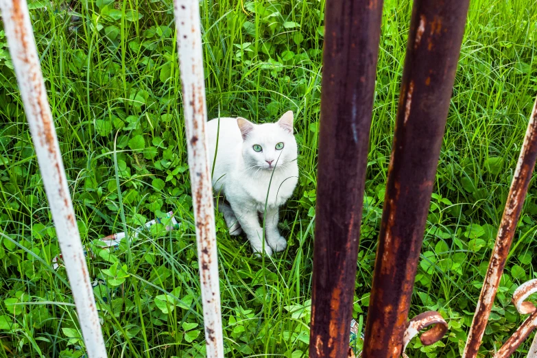 a white cat is standing in a field near the pipes