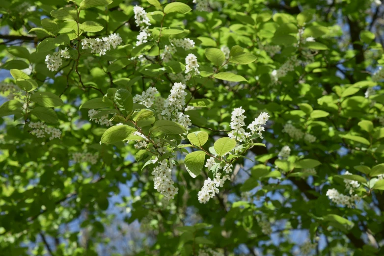 some white flowers are growing among green leaves