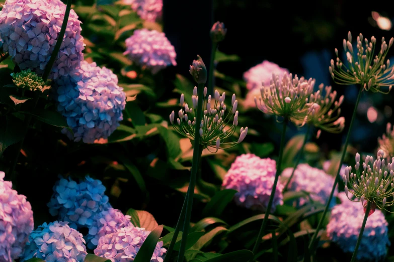 some purple and blue flowers in a garden