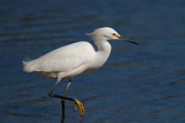 a white egret standing on the edge of water