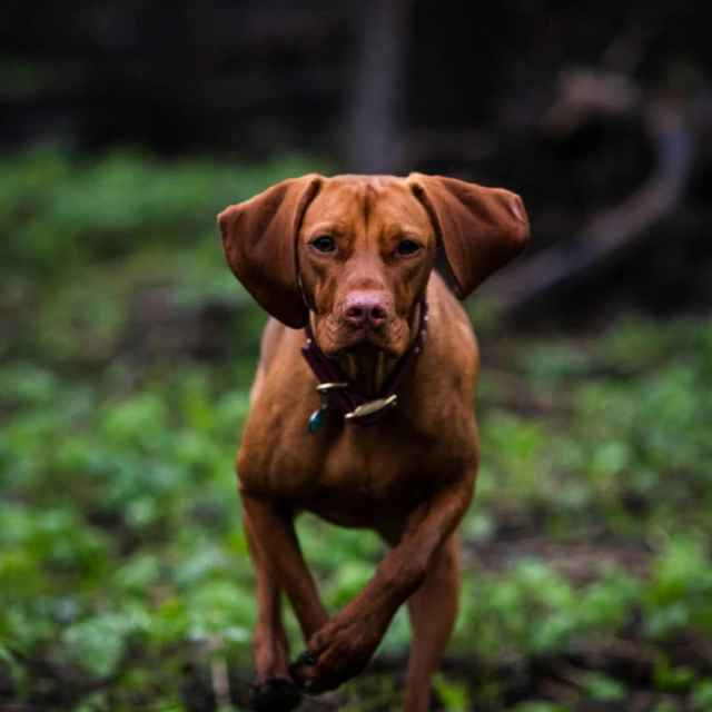 a brown dog is running in the woods