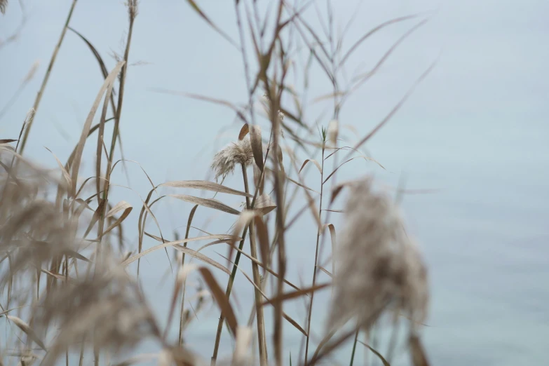 a close up picture of some grass in the wind