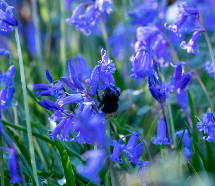 a bum is sitting on the flower petals