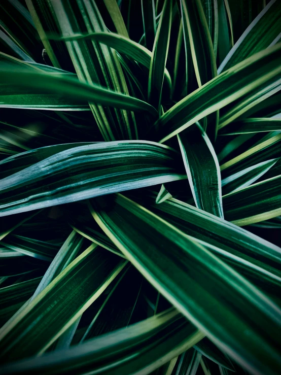 close - up of the green leaves on an evergreen tree