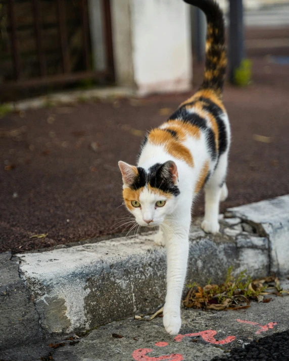 there is a small cat walking along the street